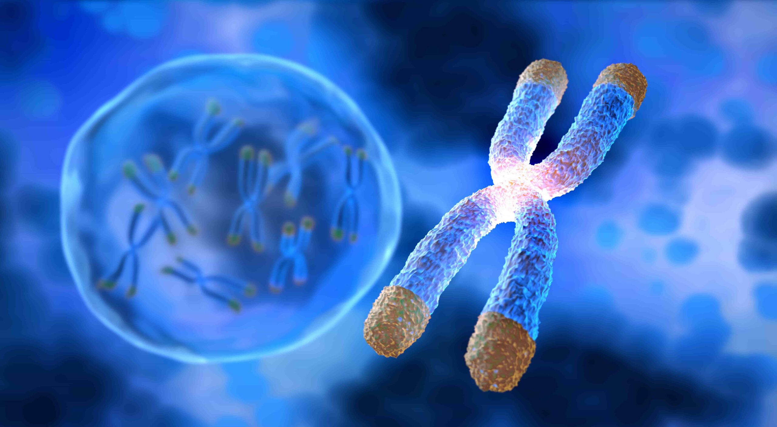 Chromosomes with Telomere 