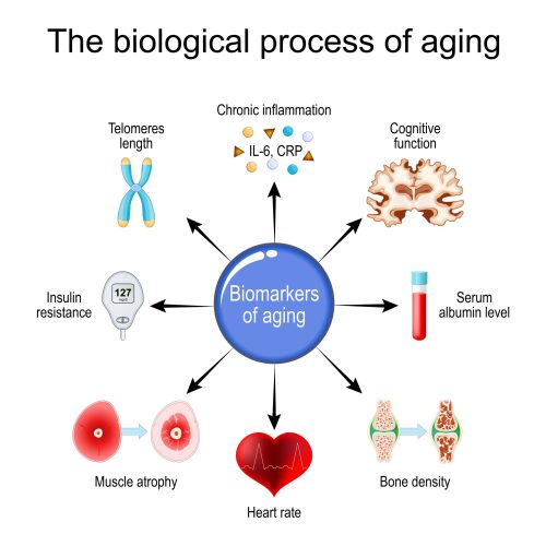 Aging process. Frailty Biomarkers